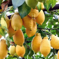PIANTA Di LIMONE 4 STAGIONI