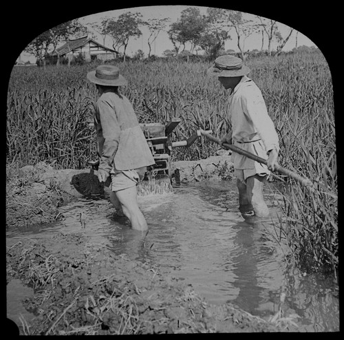 Pumping water into rice fields - pumping,