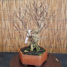 Bonsai di Melograno Neikan h