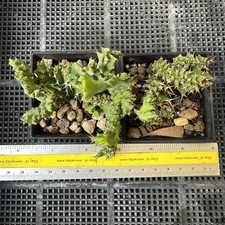 2Piante/e Euphorbia Brevitorta