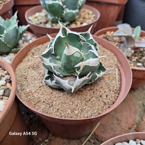 Agave titanota sad cuccioli - agave,