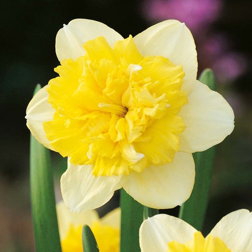 Narcisi bulbi fiori - bulbi,