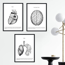 Set 3 Poster Anatomia in Bianco E Nero Con Immagini Del Corpo Umano. Confezione 