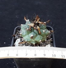 Turbinicarpus swobodae 296 - turbinicarpus,