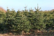 100 semi di abete Nordmann, Abies nordmanniana, semi di albero di Natale