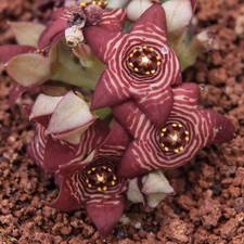 Caralluma europaea var