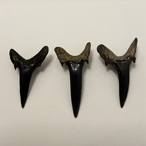 Lotto denti squalo - lotto, di