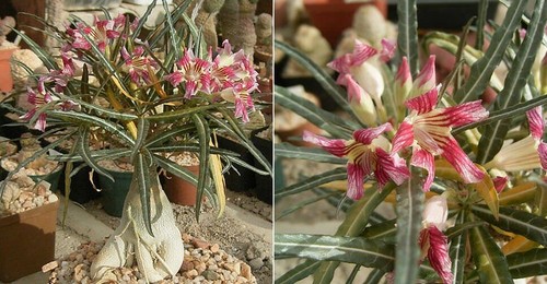 Adenium somalense varieta - adenium,