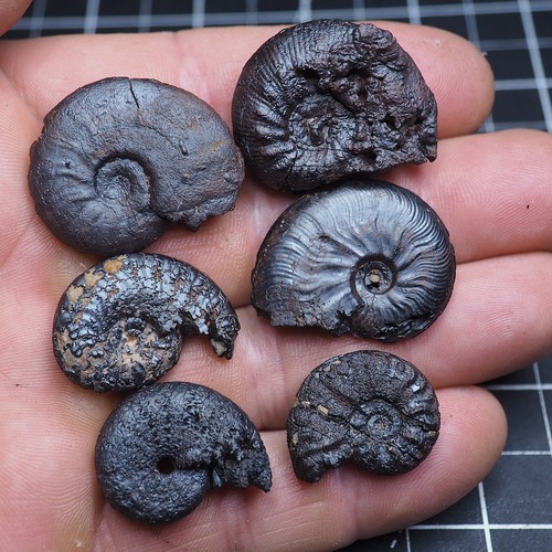 Pezzi mm ammonite - 6,