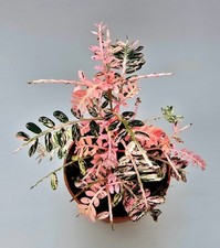 Bellissimo Phyllanthus