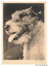 BY-BFP2-1063-CANE - VOLPE A