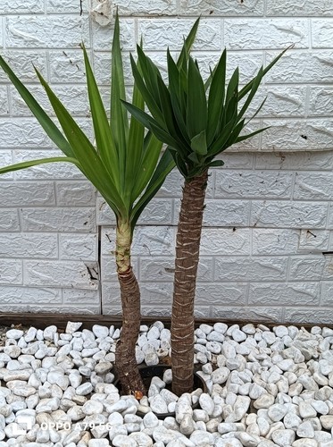 Yucca elefantina tronchetti - yucca, elefantina-tronchetti