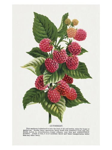 Poster con conchiglie arte - conchiglie,