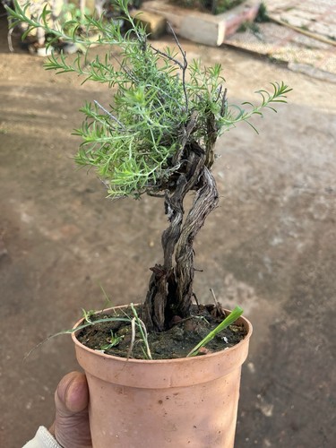 Bonsai timo macchia - bonsai, ,