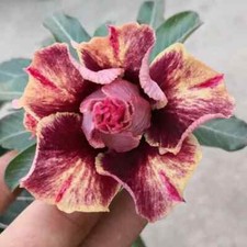 5 SEMI DI ADENIUM OBESUM “Golden Blood Red” Desert Ro + “SPEDIZIONE GRATUITA”