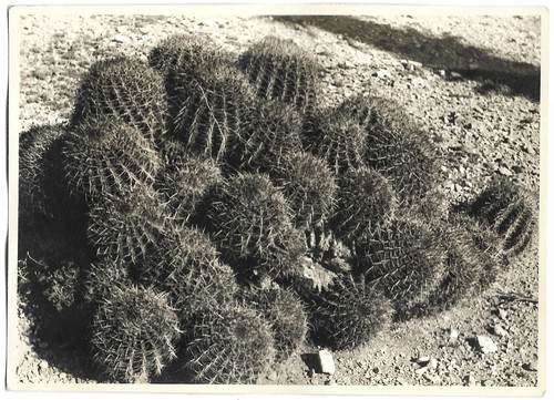 Grappolo cacti deserto - di,