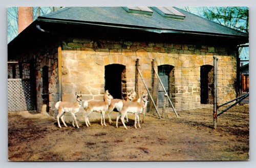 Prong horned antelope - prong,