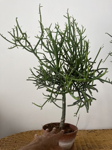 Euphorbia tirucalli albero - euphorbia, ,