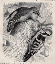 PICCHI SU TRONCO D'ALBERO -