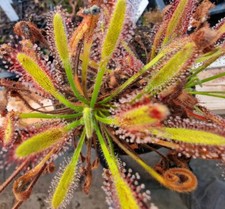 Drosera capensis "Hairy" x