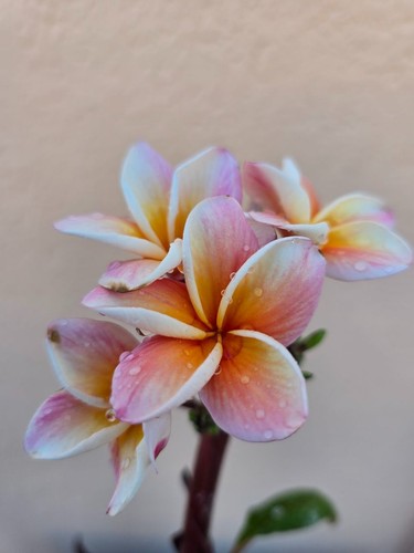 Frangipani plumeria - frangipani,