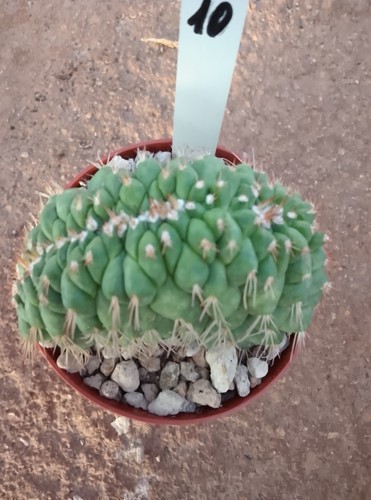 Mammillaria crestata vaso - crestata, 10