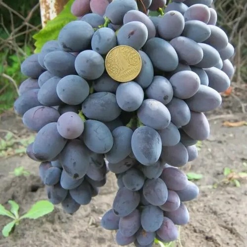 Uva vite da - uva, collezione