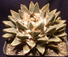 ARIOCARPUS SCAPHAROSTROIDES