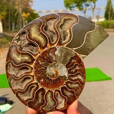 392G Ammonite Fette Colorate Naturale Fette Fossili Lumaca Guarigione Madagascar A212