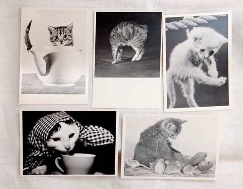 Gatti 32 cartoline postali - gatti,