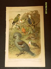 1894.Original_Cromolito_UCCELL