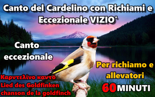 Canto del cardellino con - canto,