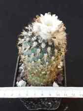 Turbinicarpus Gymnocactus