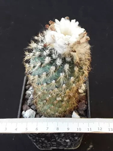 Turbinicarpus gymnocactus - turbinicarpus,