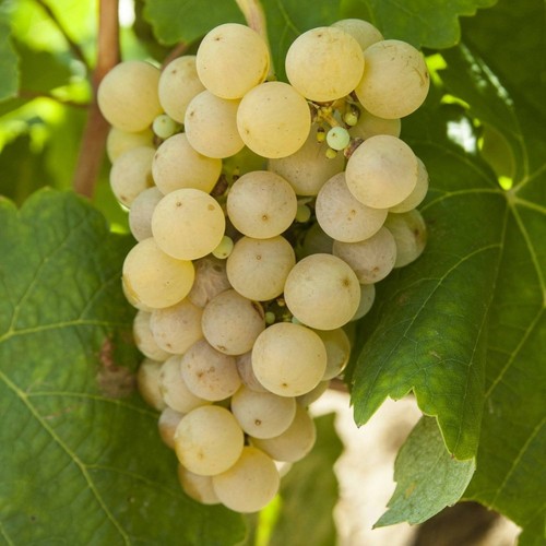 Pianta frutto uva - da,