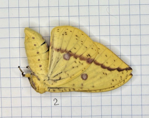 Entomology moth saturnidae - -,
