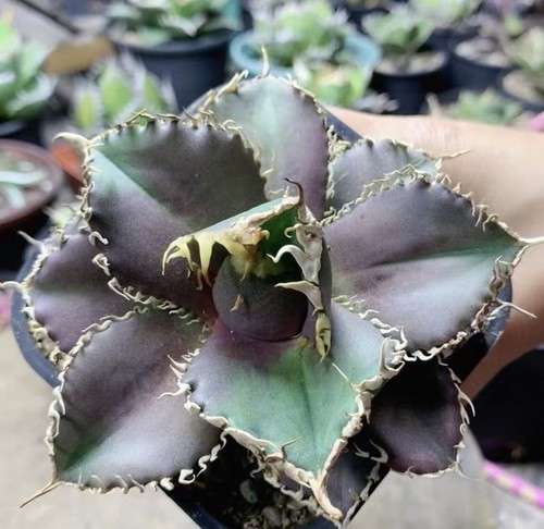 Vendita raro cactus agave - vendita,