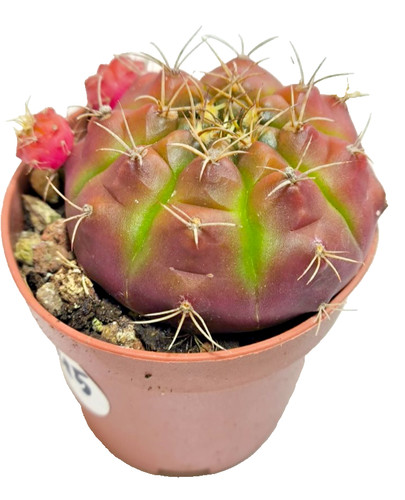 Gymnocalycium damsii vaso - gymnocalycium, Ø