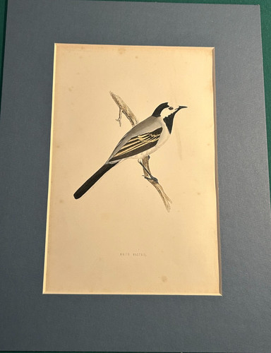 Uccelli due stampe - uccelli,