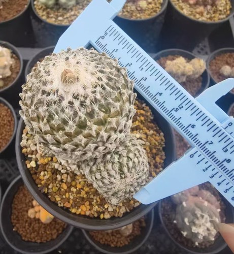 Pelecyphora strobiliformis - , 7