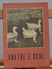 ALLEVAMENTO ANATRE E OCHE