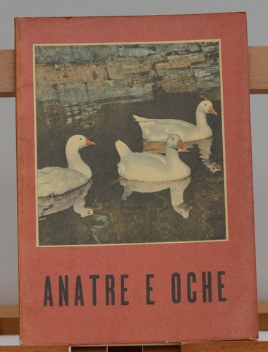 Allevamento anatre oche - allevamento,