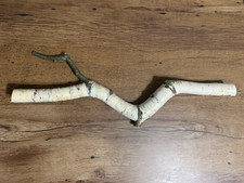 Tronco di betulla bianco