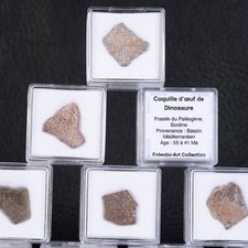 Una Conchiglia D'Uovo Di