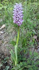 Orchis simia scimmia orchidea