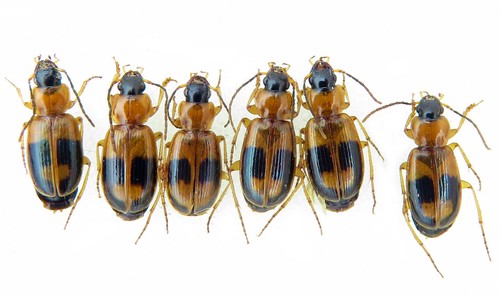 Carabidae badister lacertosus - badister,