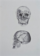 Anatomia dell uomo cranio - dell'uomo., il