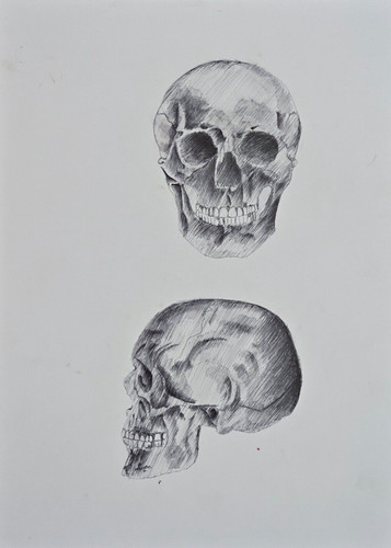 Anatomia dell uomo cranio - anatomia, il