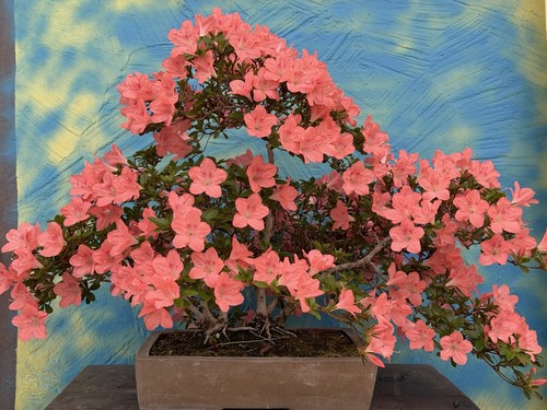 Joe super bonsai rarità - super, "