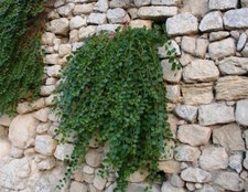 CAPPERO  Capparis spinosa L 160 SEMI GRAMMO